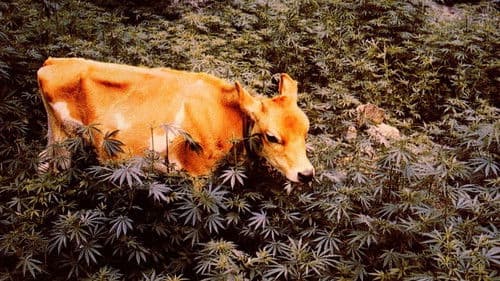 L'erba proibita Bild 1