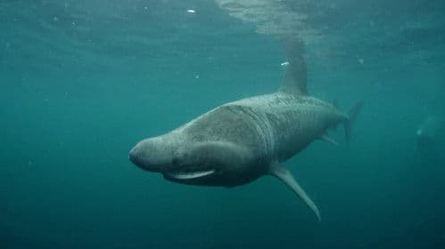 Ireland's Deep Atlantic Bild 4