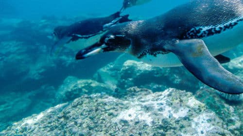 Naturparadiese am Äquator Bild 7