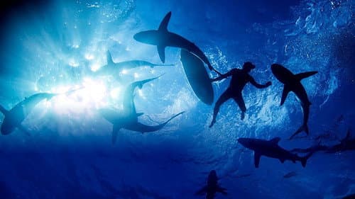 Sharkwrecked: Crash Landing Bild 1