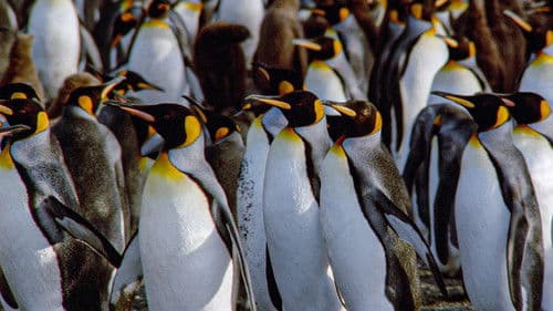 Der Kongress der Pinguine Bild 1