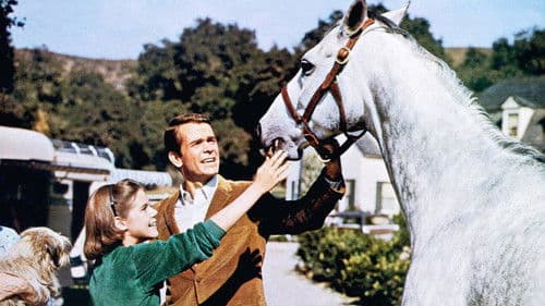 Der Hengst im grauen Flanellanzug Bild 4