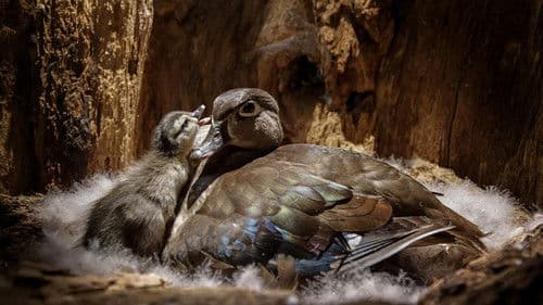 Backyard Wilderness Bild 1