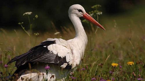 Kornfeld & Wiese Bild 1