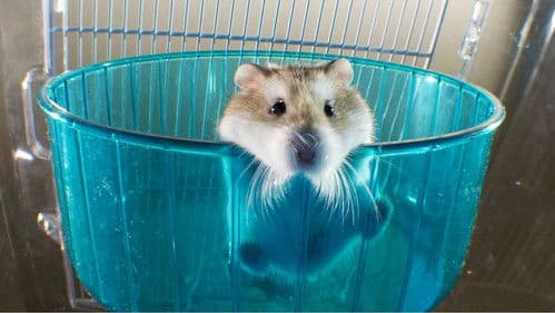 Pets: Wild at Heart Bild 1