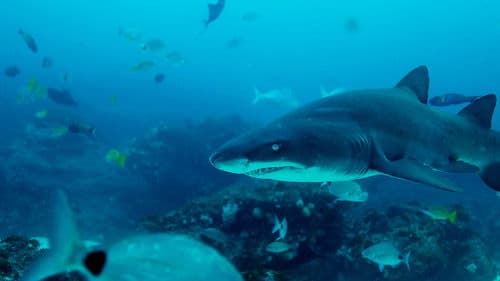 Im Reich der Riesenhaie Bild 2