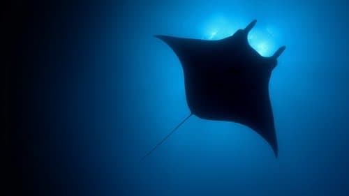 Unser blauer Planet Bild 6