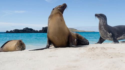 Galapagos Bild 1