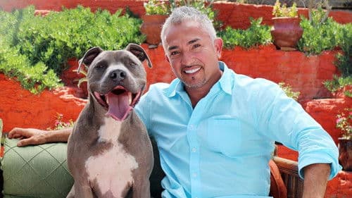 Cesar Millan: Love My Pit Bull Bild 3