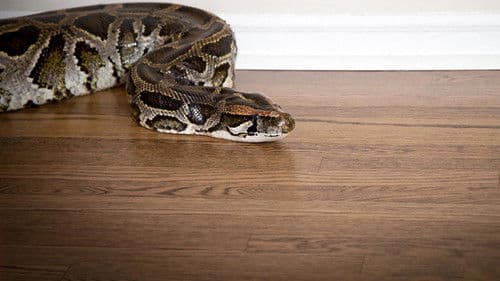 Devoured: Man-Eating Super Snake Returns Bild 1