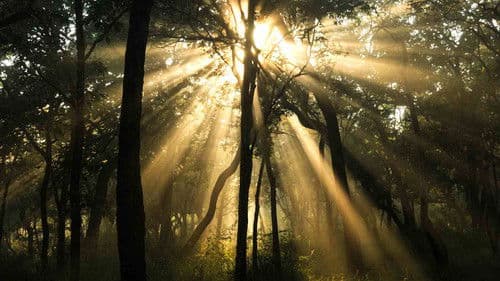 ಗಂಧದ ಗುಡಿ Bild 3