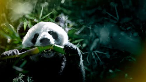 The Hidden Kingdoms of China Bild 1