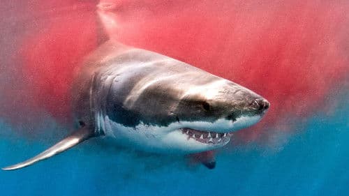 The Search for the Ocean's Super Predator Bild 6