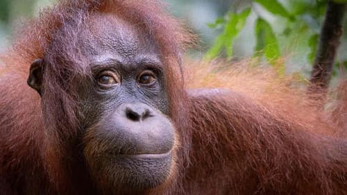 Orang-Utans - Borneos Waldmenschen Bild 7