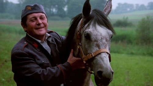 Der Hengst Karino Bild 1