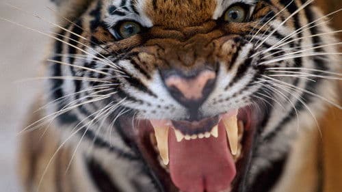 20 Tiere die töten Bild 1