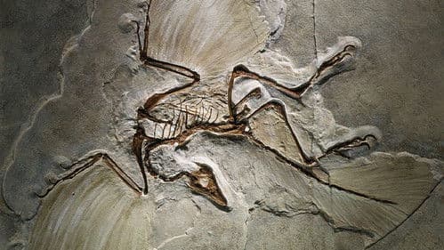 The Case of the Flying Dinosaur Bild 2