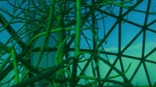 Ornette: Made in America Bild 1