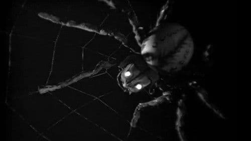 Die schöne Wassilissa Bild 2