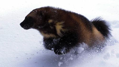 Wolverine - Chasing the Phantom Bild 1
