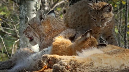 Snow Cats and Me Bild 2