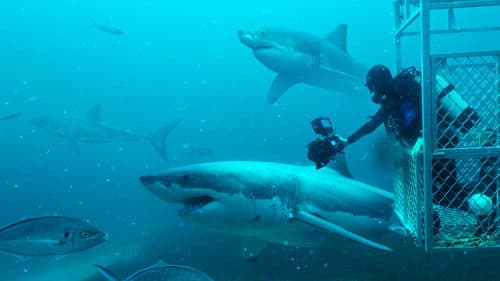 Super Shark Highway Bild 6