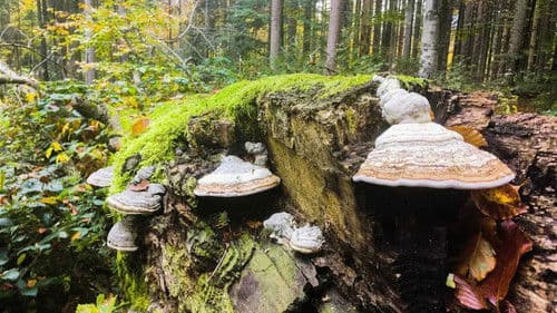 Der wilde Wald Bild 3