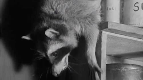 Bar-Rac's Night Out Bild 1