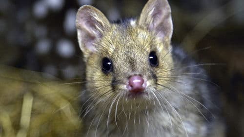 Die Welt der Tüpfelbeutelmarder Bild 6