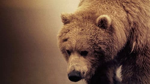 Diary of the Grizzly Man Bild 1