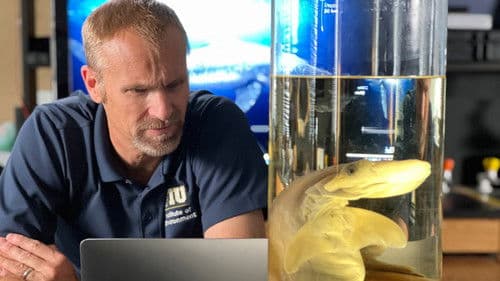 Bullenhai vs. Hammerhai Bild 4