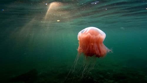 Pepe taucht ab Bild 1