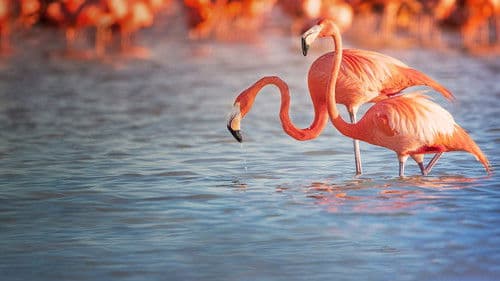 Planet der Vögel Bild 2