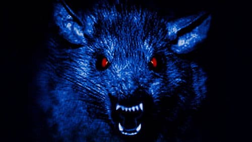 Ratten - Sie sind überall! Bild 3