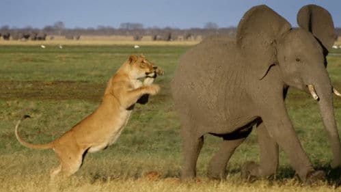 Africa's Giant Killers Bild 2