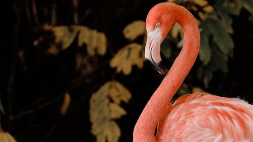 South America Untamed Bild 3