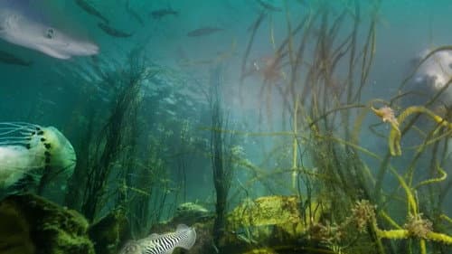 Wonders of the Celtic Deep Bild 3