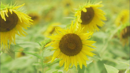 はなちゃんのみそ汁 Bild 1