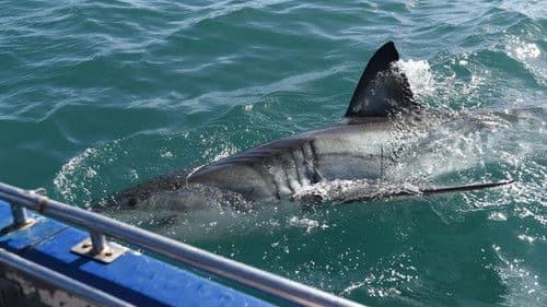 Auf der Spur der Killerhaie Bild 4