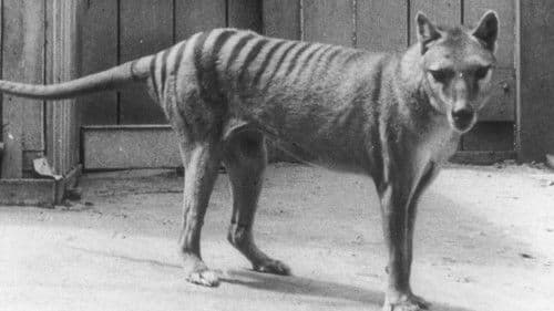 Extinct or Alive: The Tasmanian Tiger Bild 1