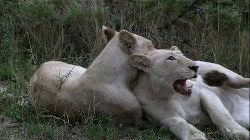 The White Lions Bild 2