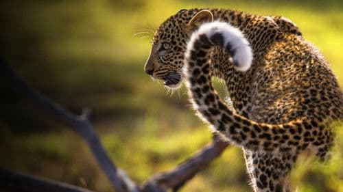Der Leopard mit den Jade-Augen Bild 5