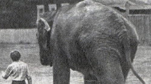 Потерялся слон Bild 1