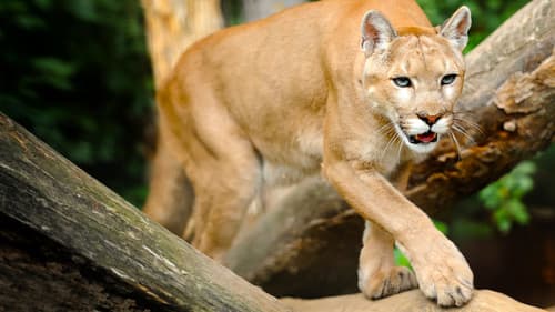 Die Fährte der Pumas Bild 3