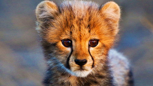 Wilde Tierbabies Bild 1