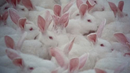 Was Sie schon immer über Sex wissen wollten, aber bisher nicht zu fragen wagten Bild 8