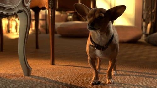Beverly Hills Chihuahua 3 - Viva La Fiesta! Bild 1