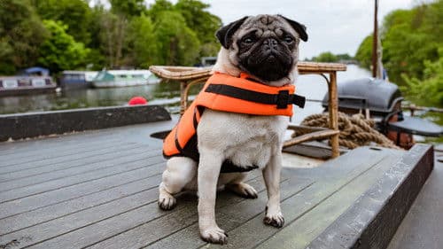 Ein Mops zum Verlieben Bild 2