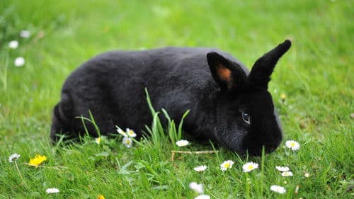 Roland: Resurrection Bild 2