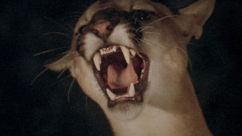 Panik in der Sierra Nova Bild 1